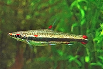 Представители рода Nannostomus обычно содержащиеся в домашних аквариумах
