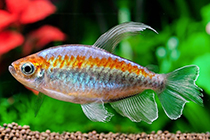 Представители рода Phenacogrammus чаще других содержащиеся в домашних аквариумах