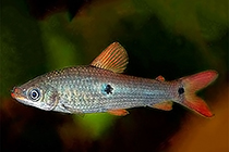 Представители рода Pseudanos содержащиеся в домашних аквариумах