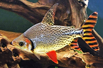Представители род Semaprochilodus чаще остальных содержащиеся в домашних аквариумах