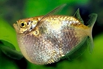 Представители рода Thoracocharax содержащиеся в домашних аквариумах