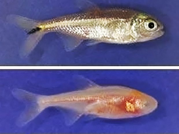 Астианакс полосатый (Astyanax fasciatus) содержание и размножение в домашних аквариумах