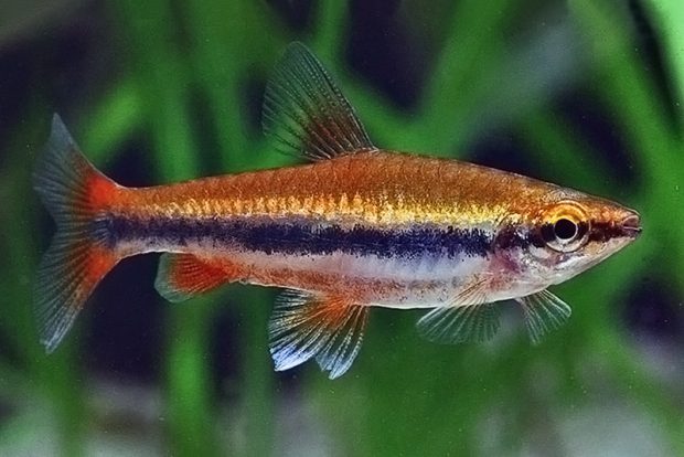 Нанностомус Бекфорда (Nannostomus beckfordi) содержание и размножение в домашних аквариумах