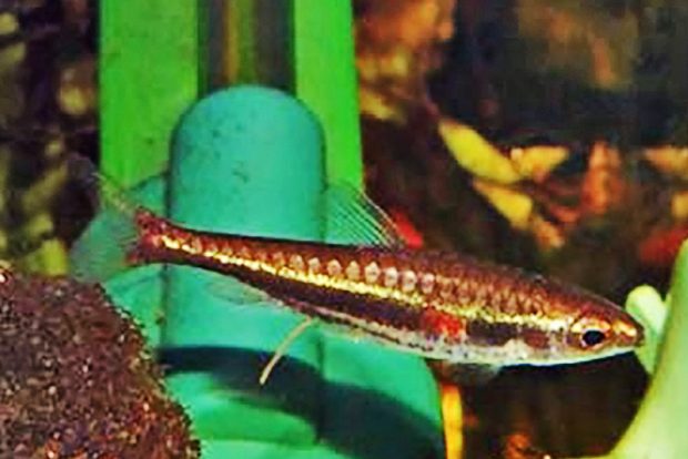 Нанностомус минимус (Nannostomus minimus) содержание и размножение в домашних акувариумах