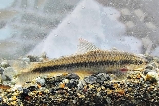 Пародон венесуэльский (Parodon suborbitalis) содержание и размножение в домашних аквариумах