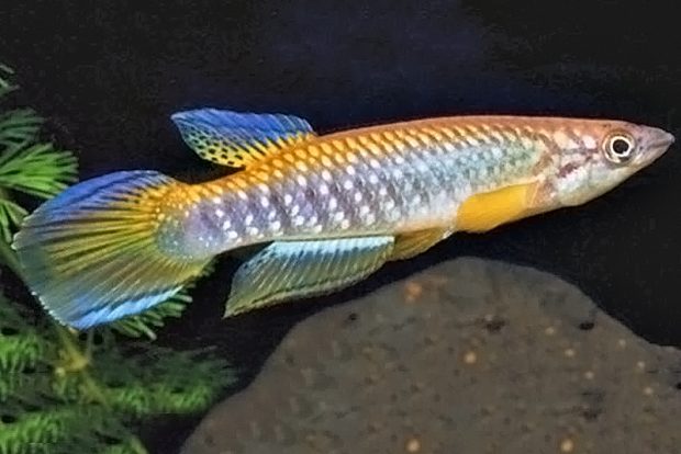 Эпиплатис оранжевый (Epiplatys fasciolatus) содержание и разведение в домашних аквариумах