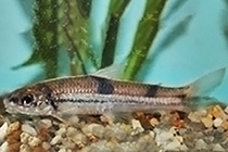 Представители рода Apareiodon  чаще других содержащиеся в домашних аквариумах