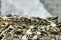 Представители рода Saccodon чаще других содержащиеся в домашних аквариумах