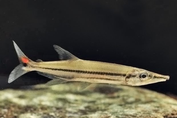 Ацестроринхус изалины (Acestrorhynchus isalineae) содержание и размножение в домашних аквариумах