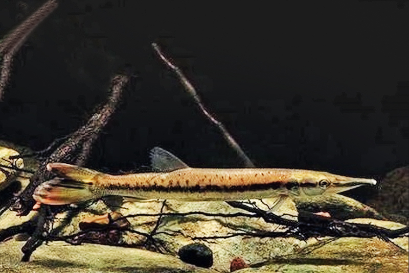 Буланжерелла золотистая, луция (Boulengerella lucius) содержание и размножение в условиях домашнего аквариума