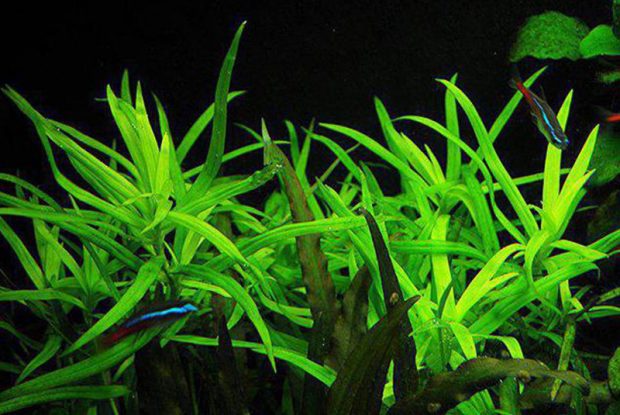 Гетерантера сомнительная (Heteranthera dubia) содержаниеи размножение в домашних аквариумах
