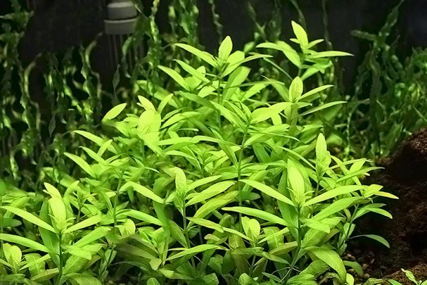 Гигрофила индийская (Hygrophila polysperma) содержание и размножение в домашних аквариумах