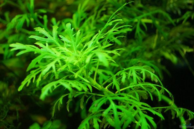 Гигрофила разнолистная (Hygrophila difformis) содержание и размножение в домашних аквариумах