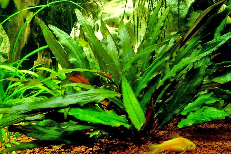 Криптокорина Пётча (Cryptocoryne petchii) содержание и размножение в домашних аквариумах