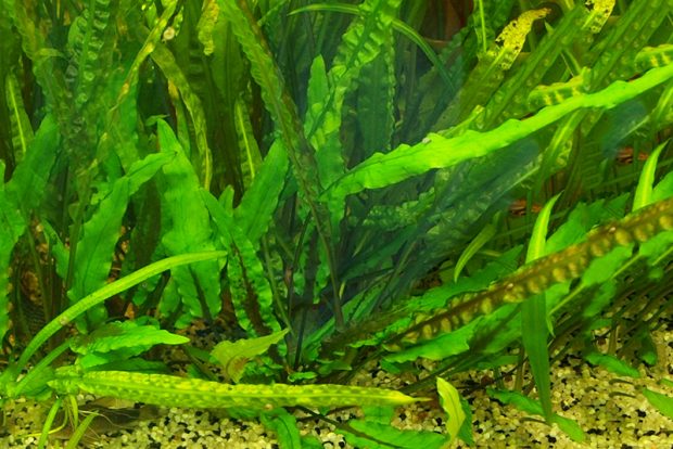 Криптокорина апоногетонолистная (Cryptocoryne usteriana) содержание и разведение в домашних аквариумах