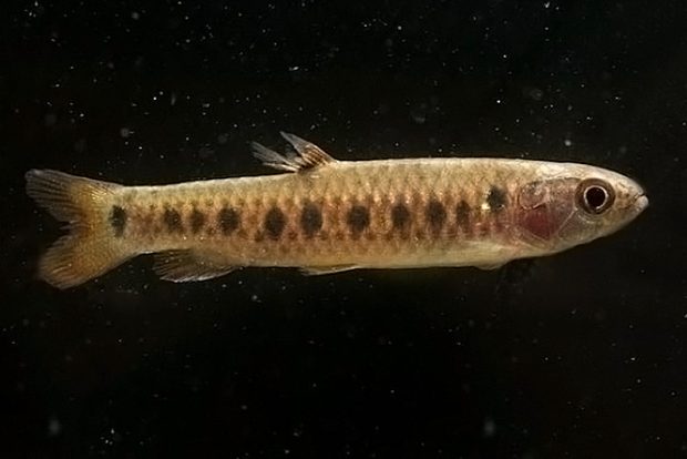 Лебиасина многоточечная (Lebiasina multimaculata) содержание и размножение в домашних аквариумах