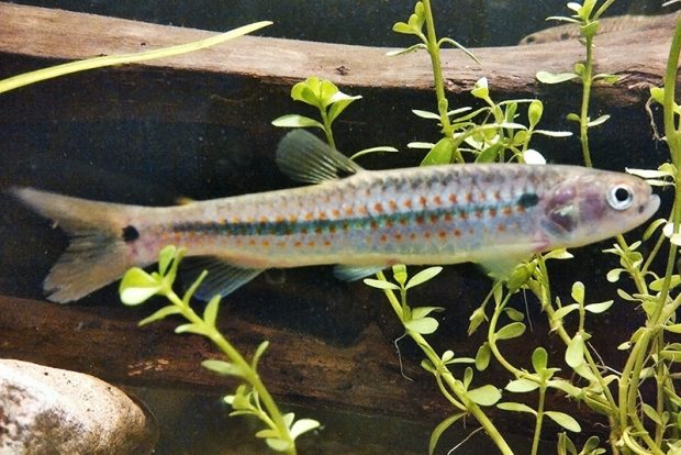 Лебиасина панамская (Lebiasina panamensis) содержание и размножение в домашних аквариумах