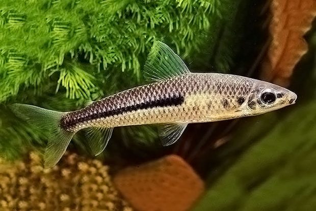 Лепоринус чернополосый (Leporinus nigrotaeniatus) содержание и разведение в домашних аквариумах