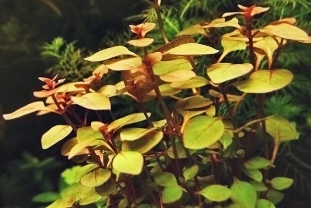 Людвигия болотная (Ludwigia palustris) содержание и размножение в домашних аквариумах