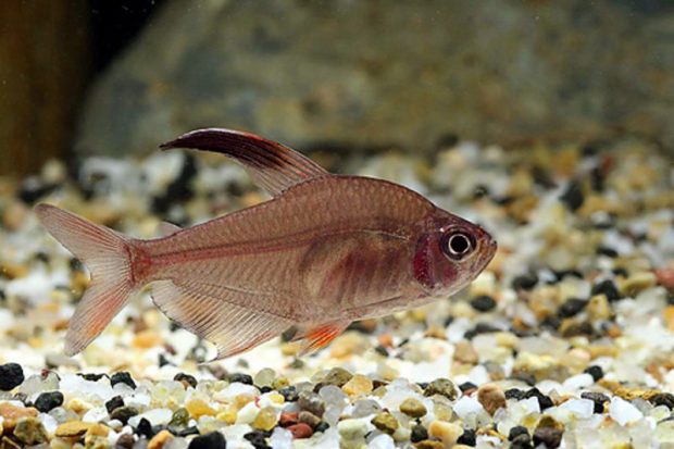 Орнатус (Hyphessobrycon bentosi bentosi) содержание и размножение в домашних аквариумах