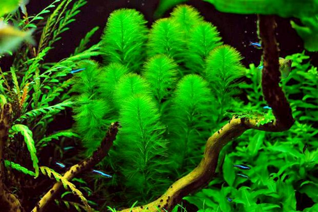 Перистолистник бразильский (Myriophyllum aquaticum) содержание и размножение в домашних аквариумах
