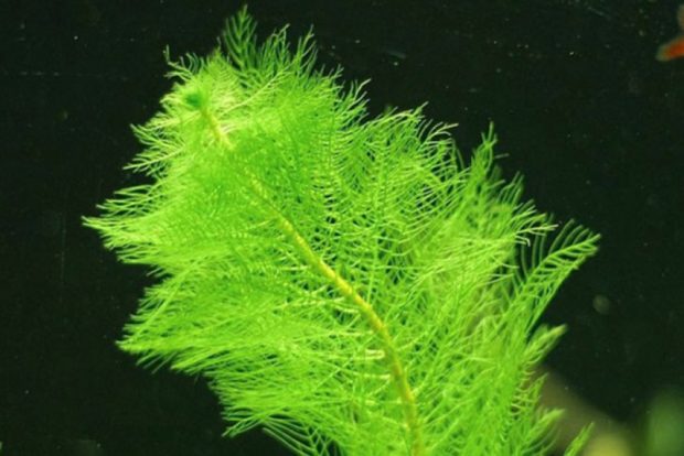 Перистолистник выщербленный (Myriophyllum scabratum) содержание и размножение в домашних аквариумах