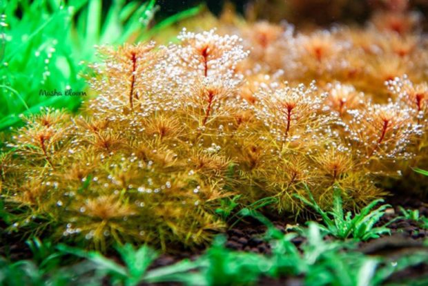 Перистолистник красный (Myriophyllum mattogrossense) содержание и размножение в домашних аквариумах