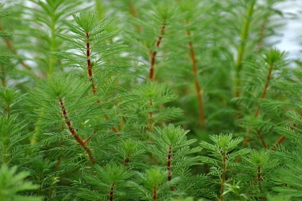 Перистолистник мутовчатый (Myriophyllum verticillatum) содержание и размножение в домашних аквариумах