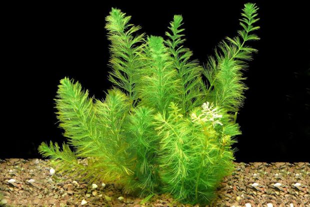 Перистолистник хвостиковидный (Myriophyllum hippuroides) содержание и размножение в домашних аквариумах