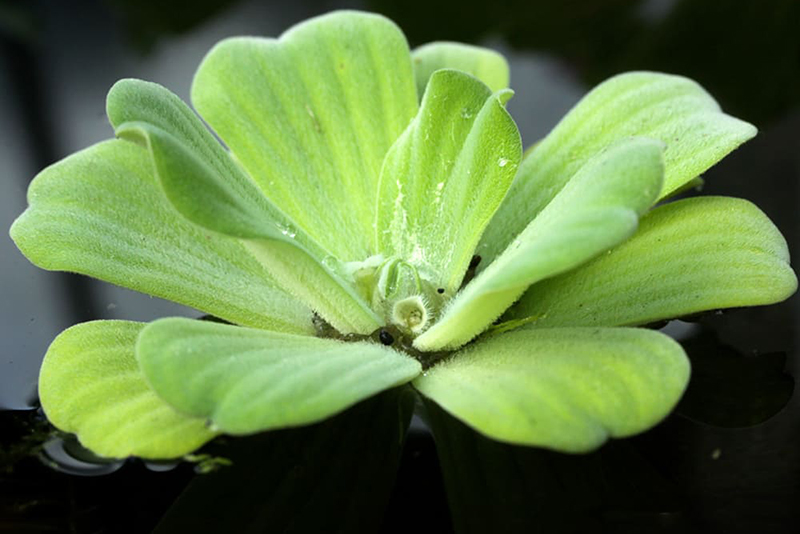 Пистия (Pistia stratiotes) содержание и размножение в домашних аквариумах