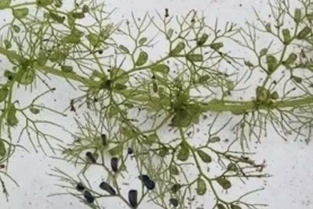 Пузырчатка обыкновенная (Utricularia vulgaris) содержание и размножение в домашних аквариумах