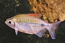 Представители рода Bathyaethiops обычно содержащиеся в домашних аквариумах