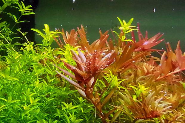 Ротала индийская (Rotala indica) содержание и размножение в домашних аквариумах