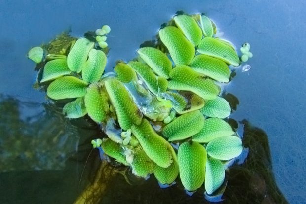 Сальвиния плавающая (Salvinia natans) содержание и размножение в домашних аквариумах