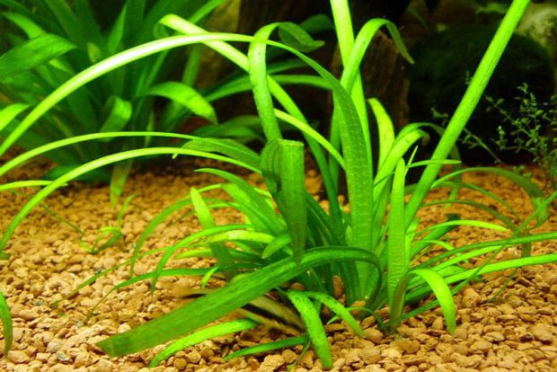 Стрелолист шиловидный (Sagittaria subulata) содержание и размножение в домашних аквариумах