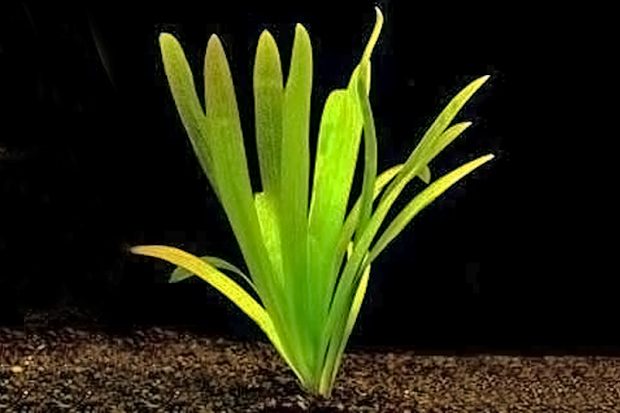 Стрелолист широколистный (Sagittaria platyphylla) содержание и размножение в домашних условиях