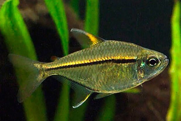 Тетра ульрея (Hemigrammus ulreyi) содержание и размножение в домашних аквариумах