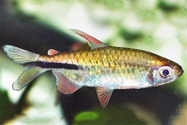Фенакограммус уротаения (Phenacogrammus urotaenia) содержание и размножение в домашних аквариумах