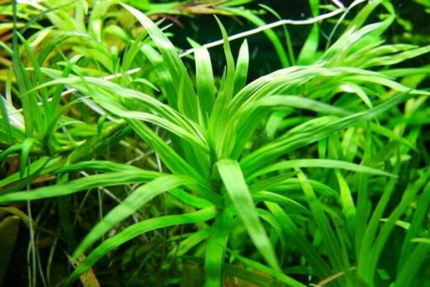 Эйхорния разнолистная (Eichornia diversifolia) содержание и размножение в домашних аквариумах