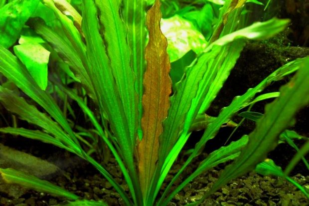 Эхинодорус Горемана (Echinodorus horemanii) содержание и размножение в домашних аквариумах