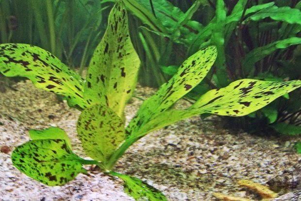 Эхинодорус крапчатый (Echinodorus aspersus) содержание и размножение в домашних аквариумах