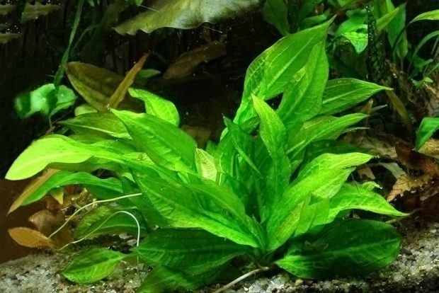 Эхинодорус мелкоцветный (Echinodorus parviflorus) выращивание и размножение в домашних аквариумах