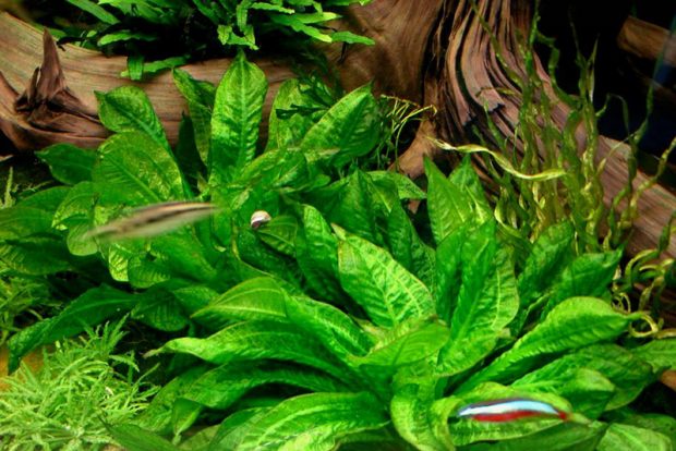 Эхинодорус мелкоцветный (Echinodorus parviflorus) содержание и размножение в домашних аквариумах