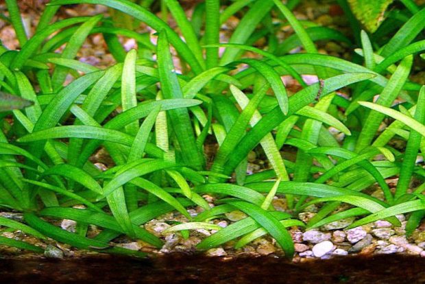 Эхинодорус нежный (Echinodorus tenellus) содержание и размножение в домашних аквариумах