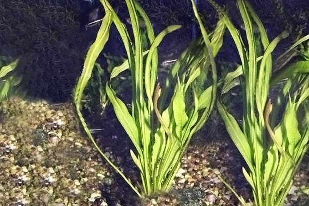 Эхинодорус промежуточный (Echinodorus intermedius) содержание и размножение в домашних аквариумах
