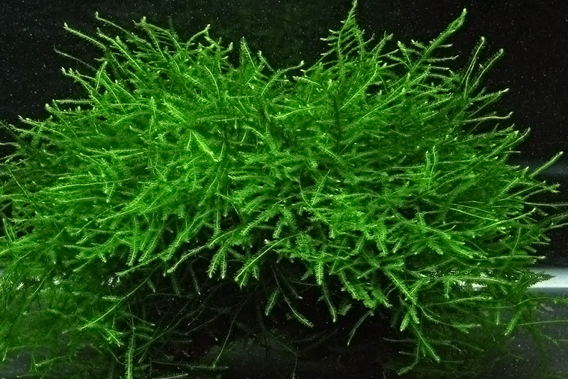 Яванский мох (Vesicularia dubyana) выращивание и размножение в домашних аквариумах