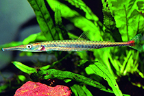 Представители рода Belonophago чаще других содержащиеся в домашних аквариумах