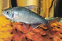 Представители рода Bryconaethiops чаще других содержащиеся в домашних аквариумах