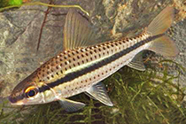 Представители рода Caenotropus чаще других содержащиеся в домашних аквариумах