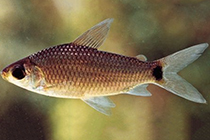 Представители рода Curimata обычно содержащиеся в домашних аквариумах